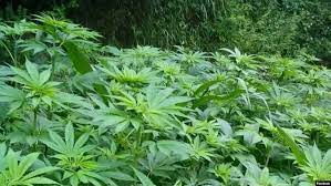 Cultivation of hashish plants banned in Afghanistan