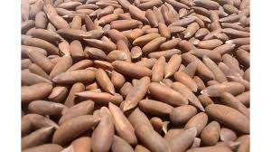 Pine nut production triples in Khost