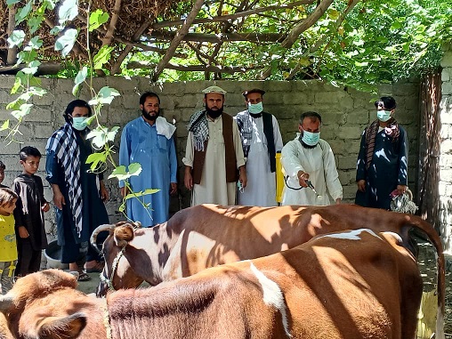 Positive congo fever case registered in Laghman