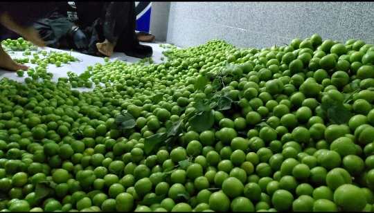 Kandahar begins first-ever plum exports to UAE