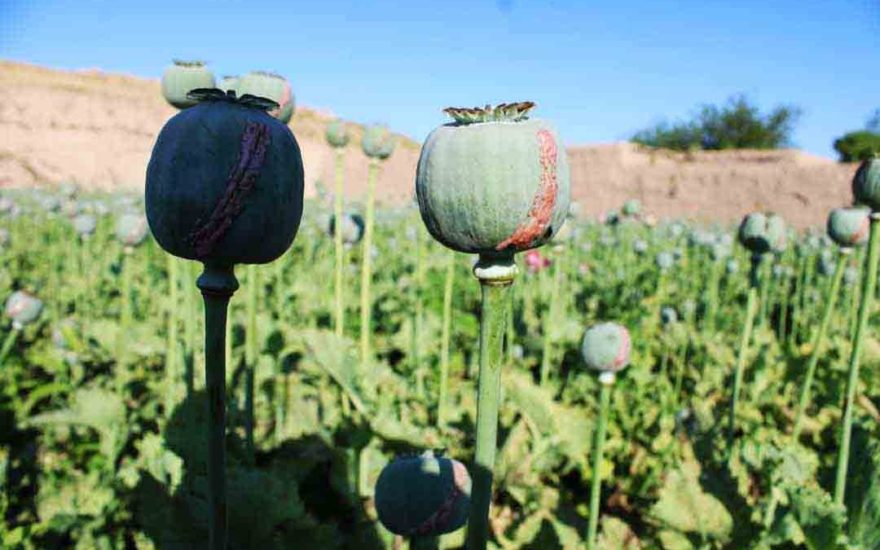 Poppy crop eliminated on 7500 acres of land in Takhar