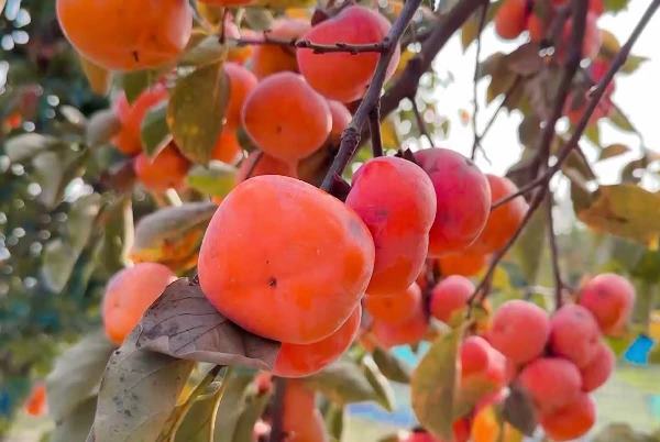 Persimmon yield increased by 20 percent in Khost