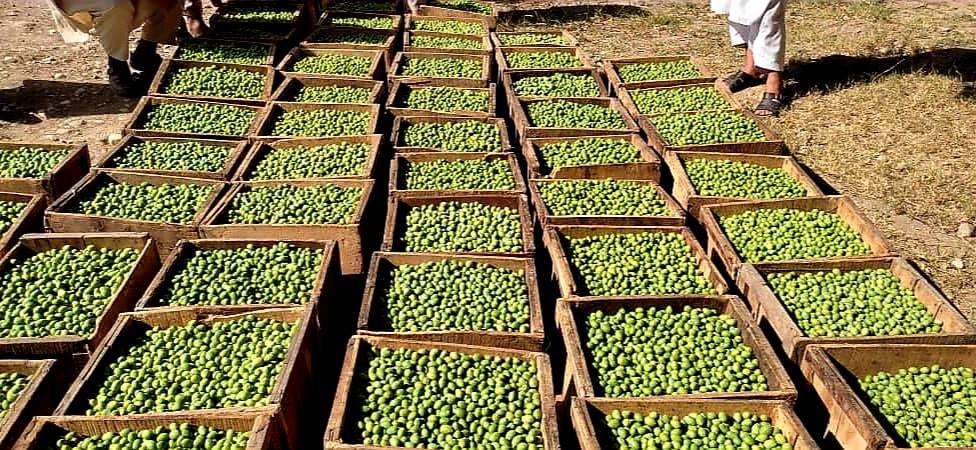 Olive production increases in Nangarhar