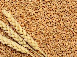 Wheat imports increased by 345 percent: Finance ministry