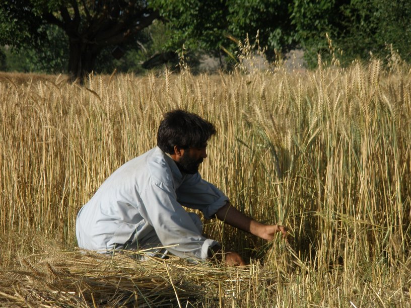 Farmers in Khost happy over increased wheat yield