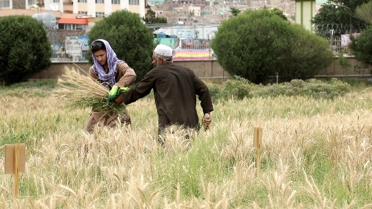Wheat yield shows 13 percent increase in Afghanistan 