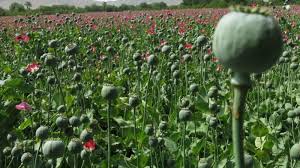Casualties occur in anti-poppy campaign in Badakhshan 