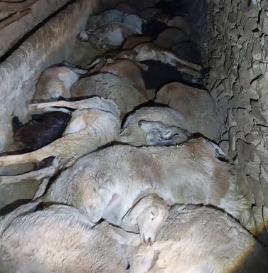 27 animals perish in  fire incident