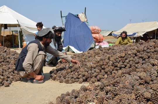 Government urged not to take 10 percent tax on pine nuts in Khost 