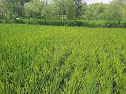 Rice processing on rise in Kunduz