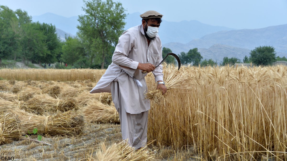 Taliban government imposes ban wheat export