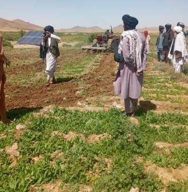 Taliban forces destroy poppy crop in 4 districts of Helmand
