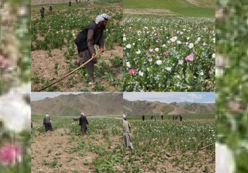 تخار کې پر لسګونه جريبه ځمکه د کوکنارو  کښت له منځه يوړل شو