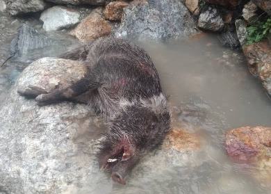 ننګرهار کې يو ځناور دوه تنه داړلي دي