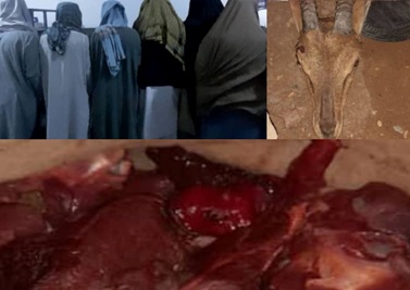 فراه کې  د يوې غرنۍ هوسۍ د ښکار په تور اوه کسان نيول شوي