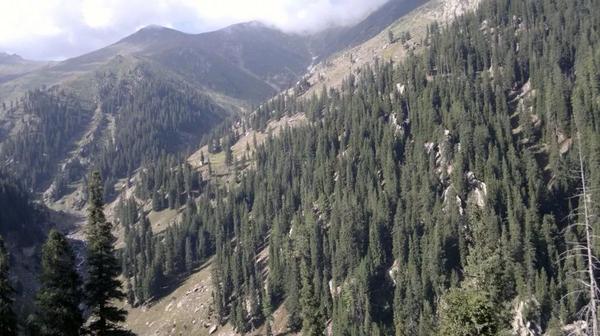 کونړ کې د ځنګلونو پرېکېدو او قاچاق د مخنيوي لپاره لازم اقدامات شوي